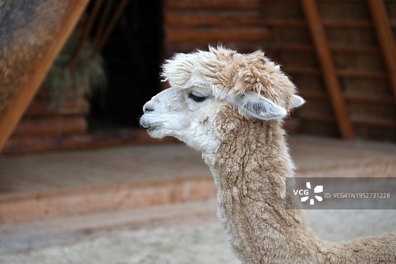 羊驼特写图片素材