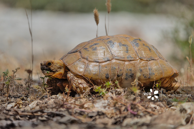 田野上的龟壳特写图片素材