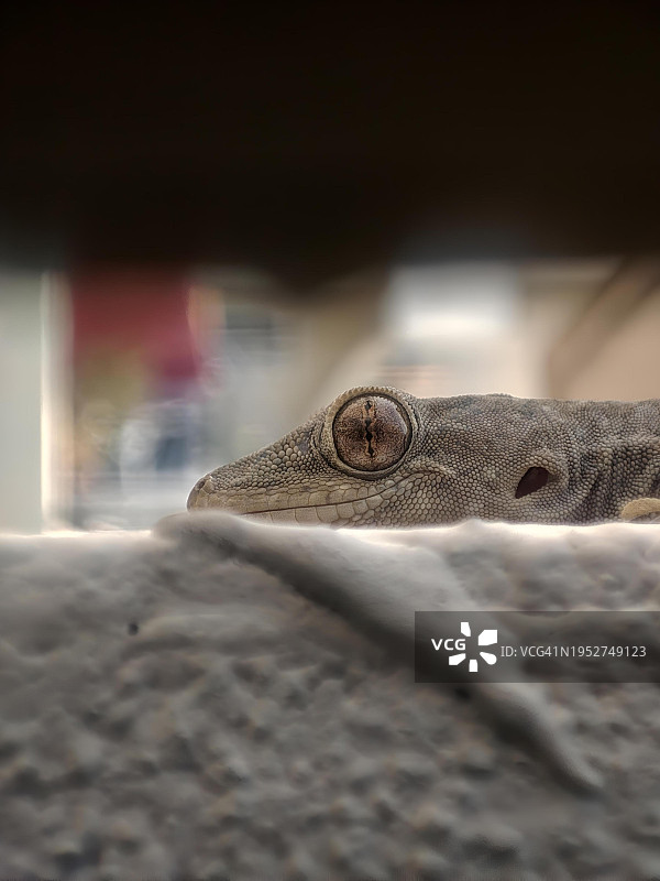 桌子上的壁虎特写图片素材