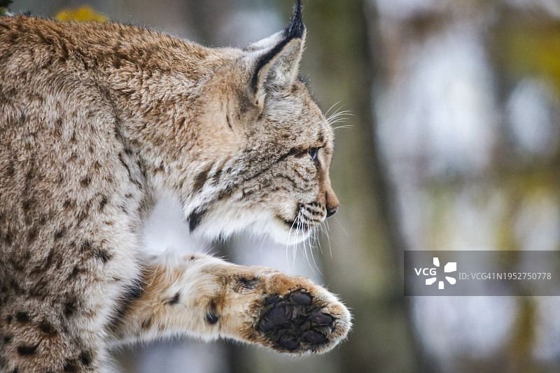 猫特写图片素材
