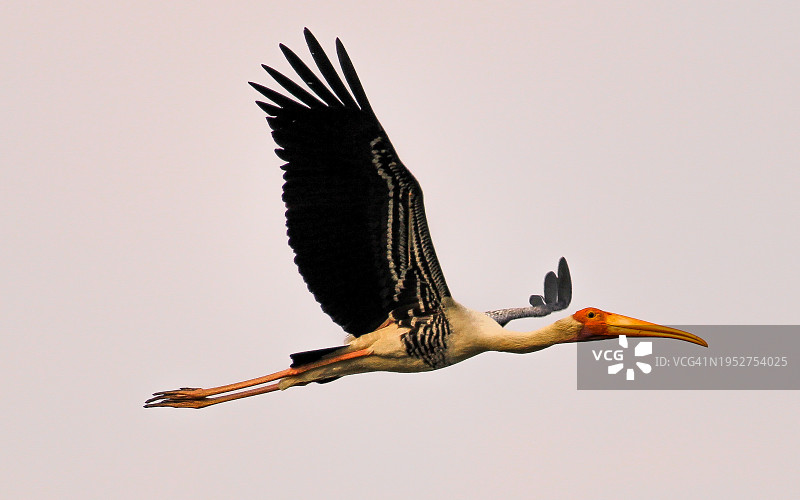 晴空下的鹳鸟特写图片素材