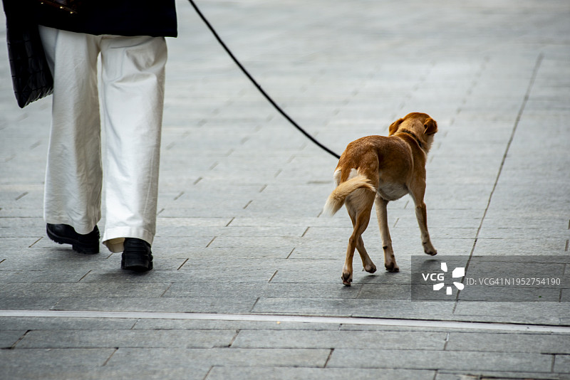 系着皮带的混种犬图片素材