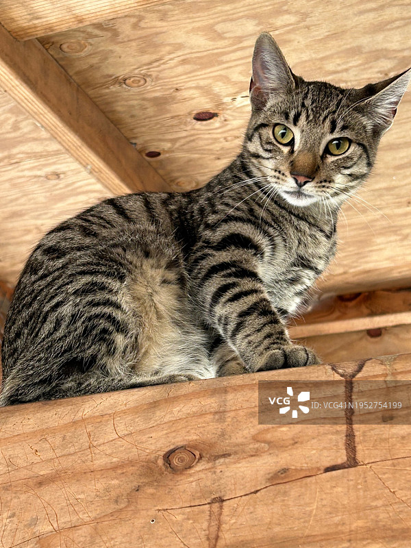 在美国加州布拉格堡的木头上坐着的猫图片素材