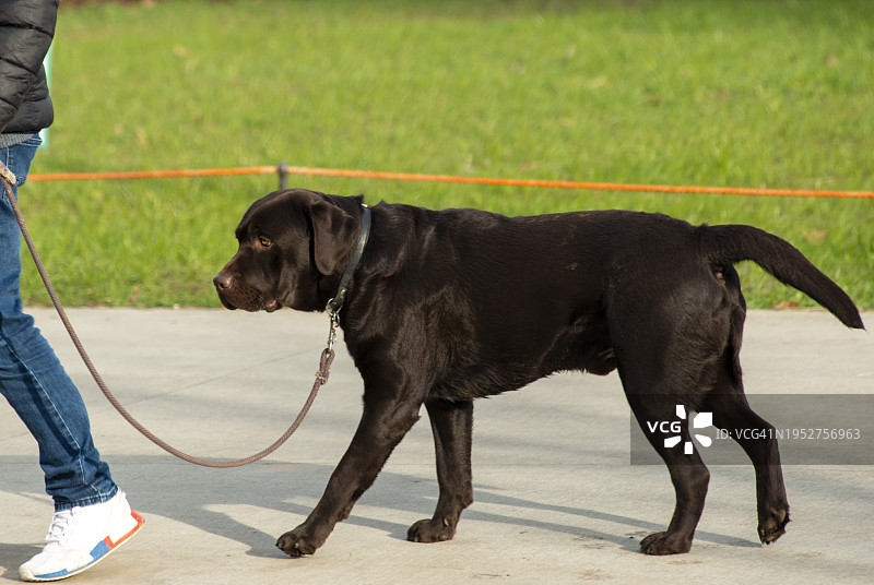 牵引绳上的巧克力色拉布拉多寻回犬图片素材