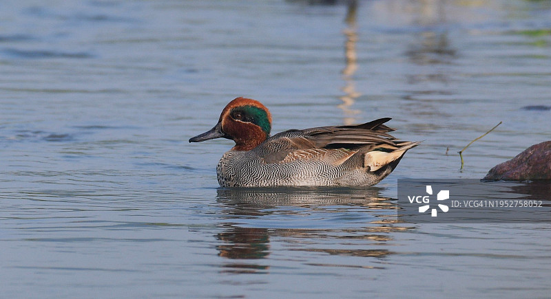 鸭子在湖里游泳的特写图片素材