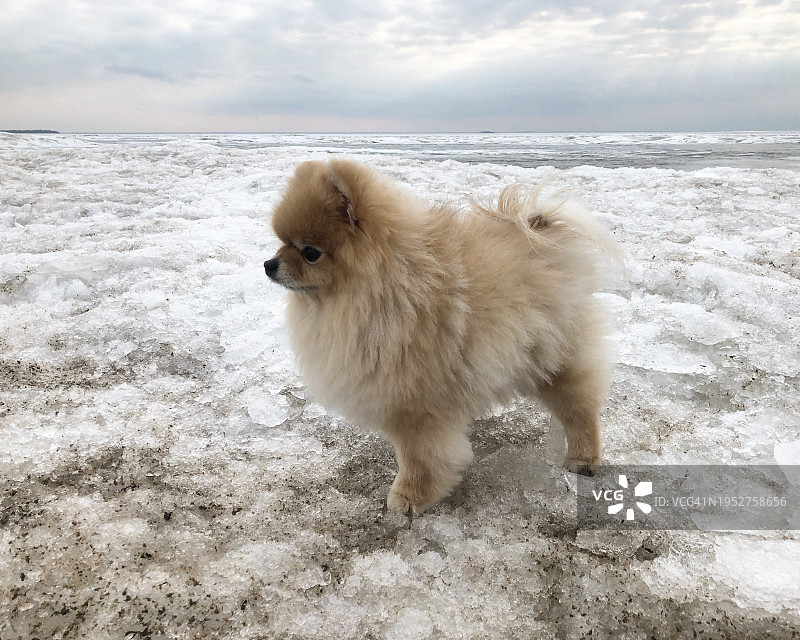 沙滩上的博美犬图片素材