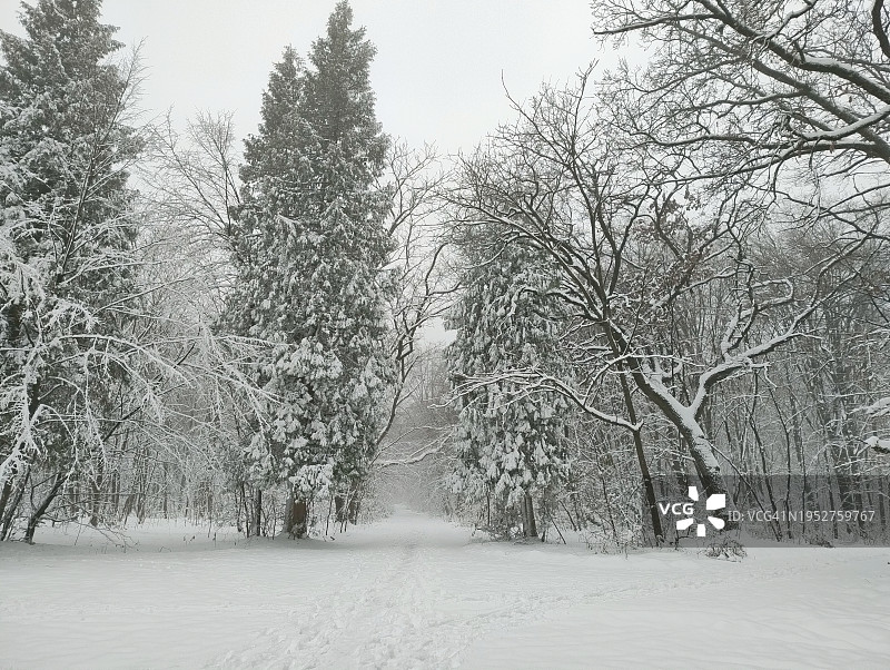 白雪覆盖的田野上的树木映衬着天空图片素材