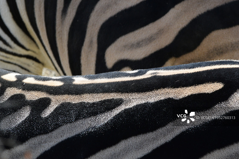 平原斑马特写，日本图片素材