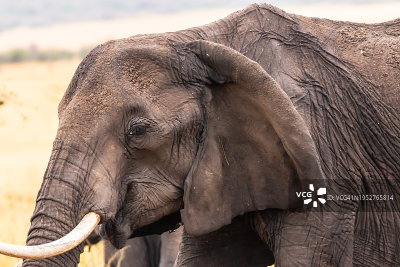 非洲象特写图片素材