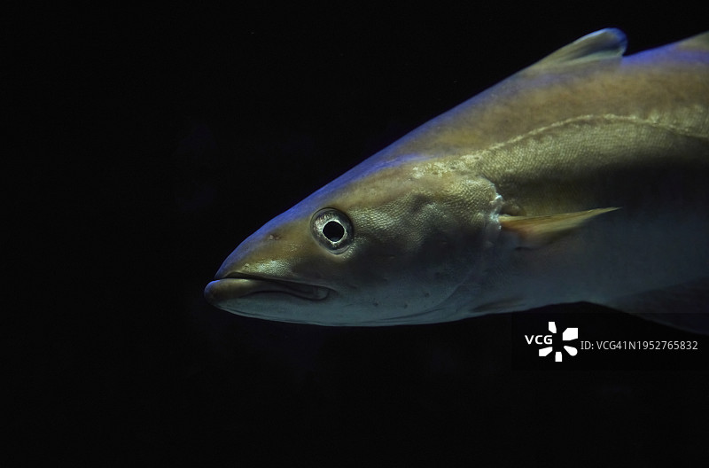 黑色背景下鱼缸中游动的鱼的特写图片素材