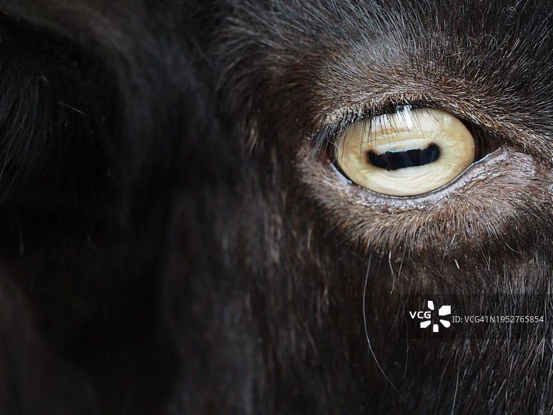 狗的特写图片素材