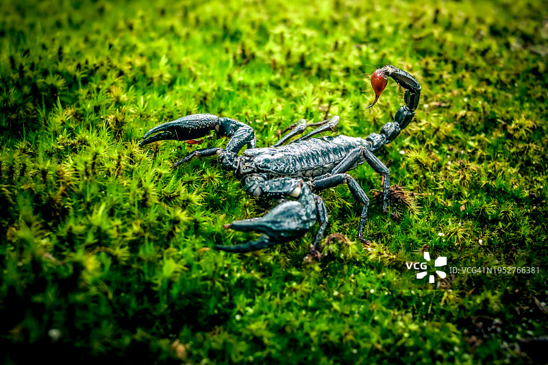 田野上蜥蜴的高角度视图图片素材