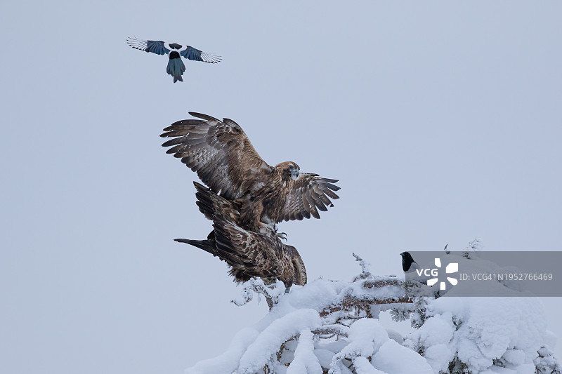 低角度视角拍摄在芬兰库萨莫奥兰卡国家公园上空飞行的直升机图片素材