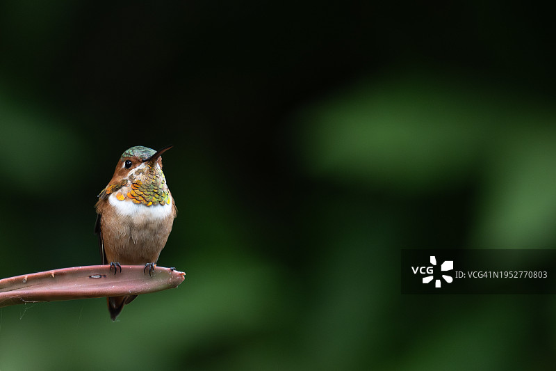 蜂鸟栖息在植物上的特写，美国加利福尼亚州蒙特西托图片素材