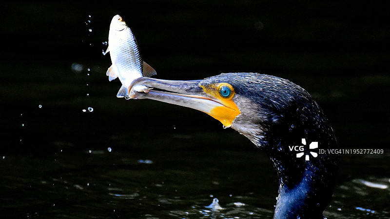 英国伦敦海德公园湖中游泳的鸬鹚特写图片素材