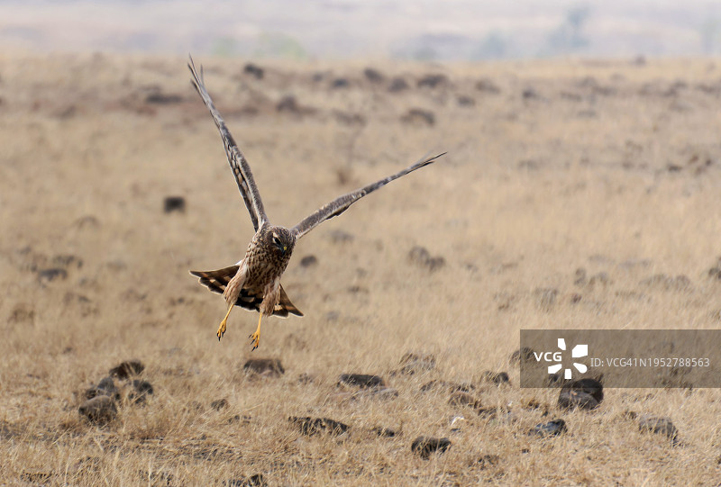 老鹰飞过田野的特写图片素材