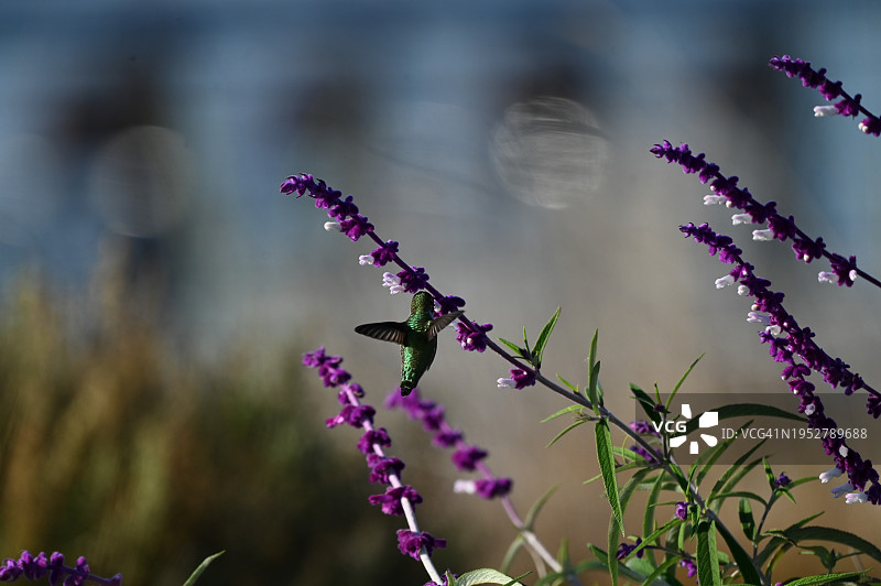 美国加利福尼亚州阿拉米达的紫色开花植物特写图片素材