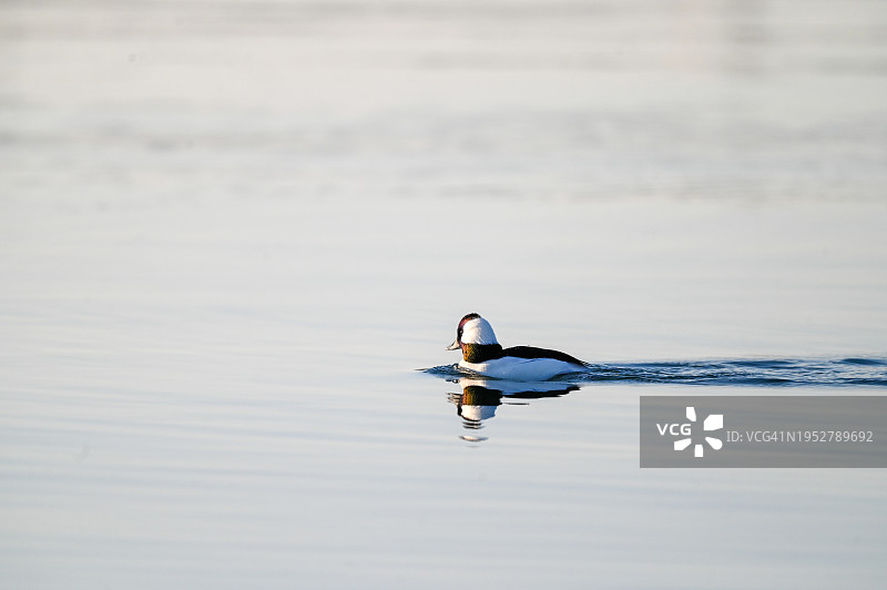 加利福尼亚州阿拉米达湖中游泳的鸭子特写，美国图片素材