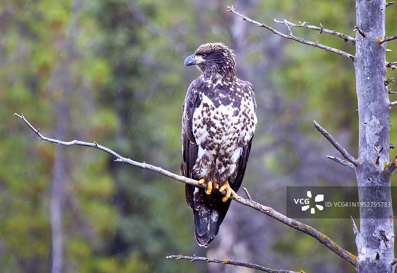 猛禽雄鹰栖息在树枝上的特写图片素材