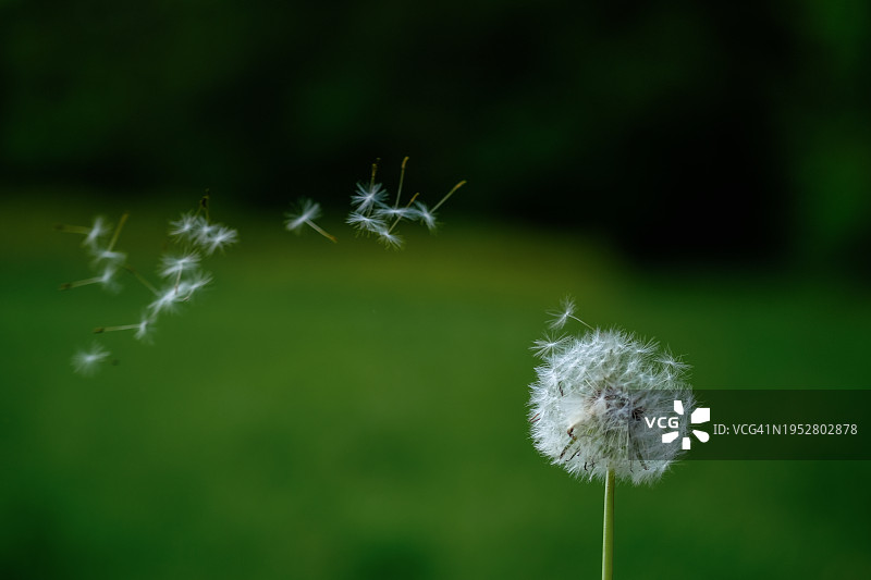 蒲公英花特写图片素材