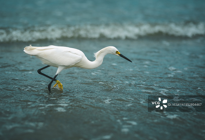 湖中白鹭的侧视图图片素材