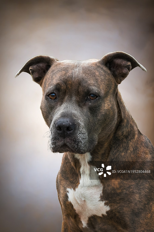 比特斗牛梗犬特写肖像图片素材