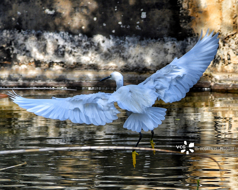 以色列中央区霍德夏沙隆，飞越湖面的白鹭特写图片素材