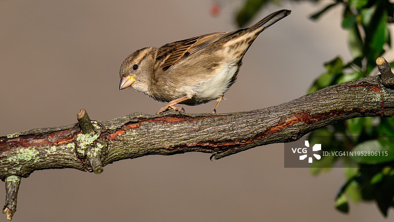 雀鸟栖息在树枝上的特写图片素材