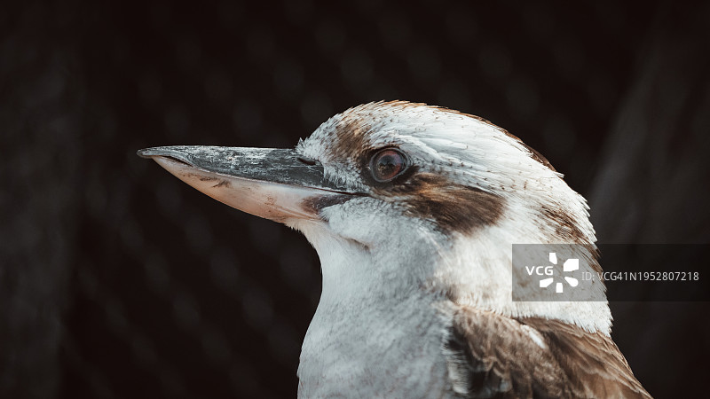 特写：翠鸟，美国圣巴巴拉动物园图片素材