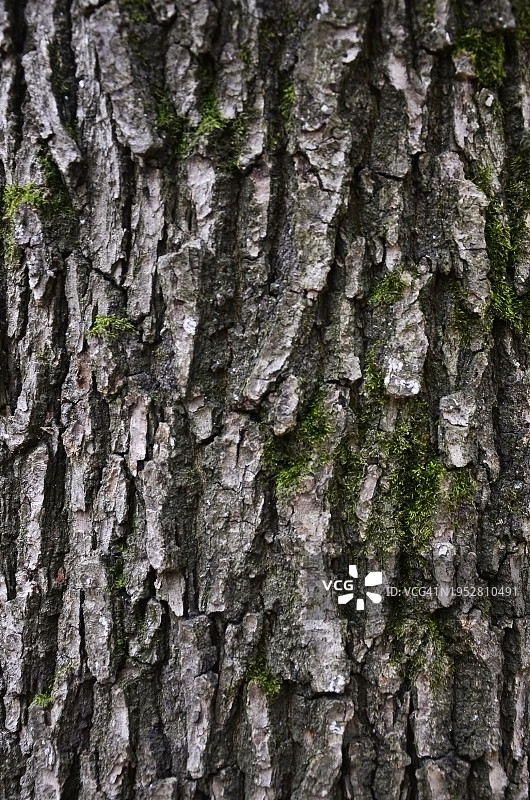 树干全景照片图片素材