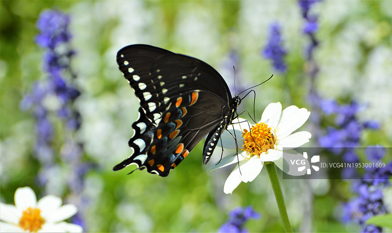 蝴蝶在紫色花朵上采蜜特写，美国新泽西州米德尔敦图片素材