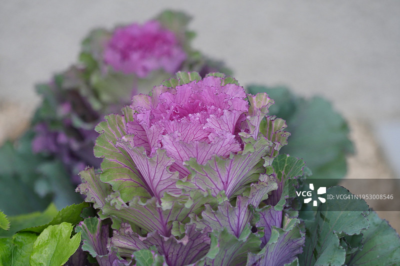 紫色开花植物特写，日本图片素材