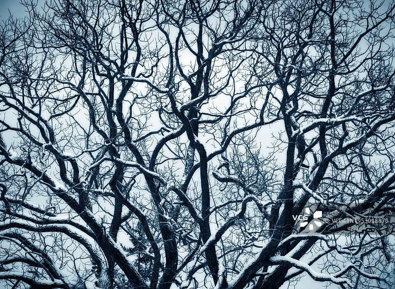 覆盖着薄雪的大型老黑胡桃树枝，在天空的映衬下呈现剪影图片素材