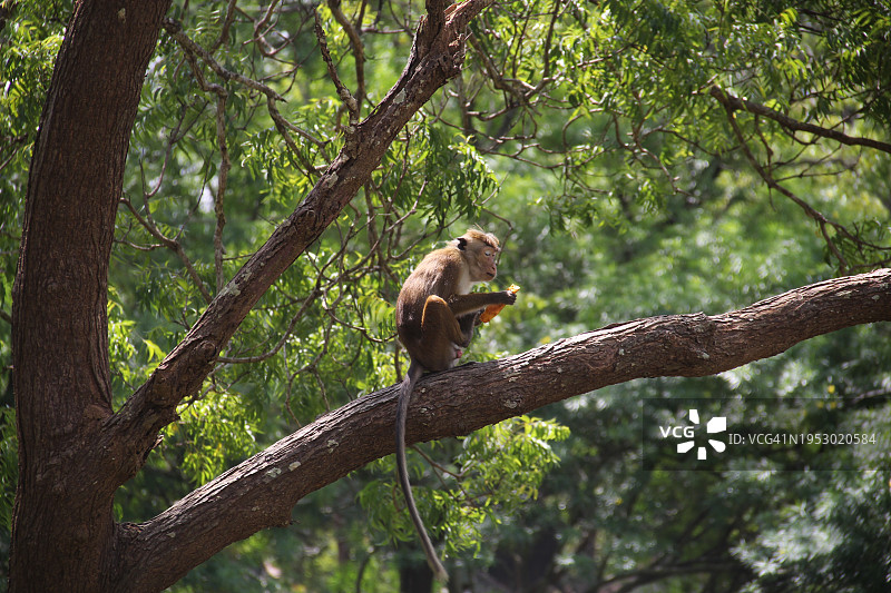 从下往上看：长尾叶猴坐在树上图片素材
