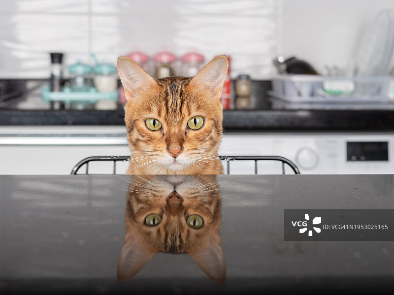 坐在桌子上的猫的画像图片素材