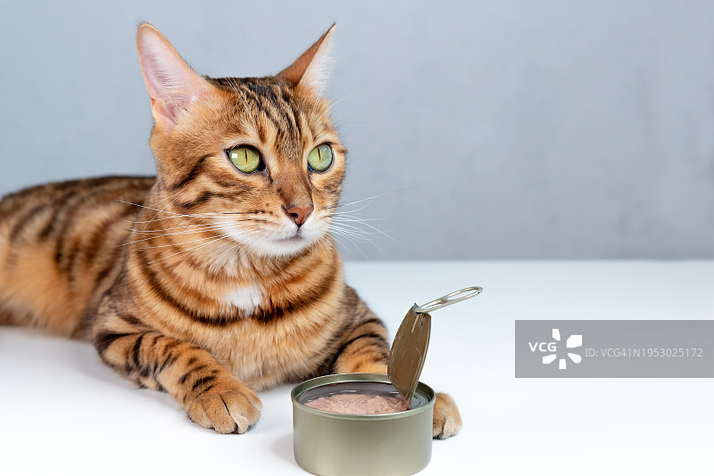 猫咪靠着白色背景坐着特写图片素材