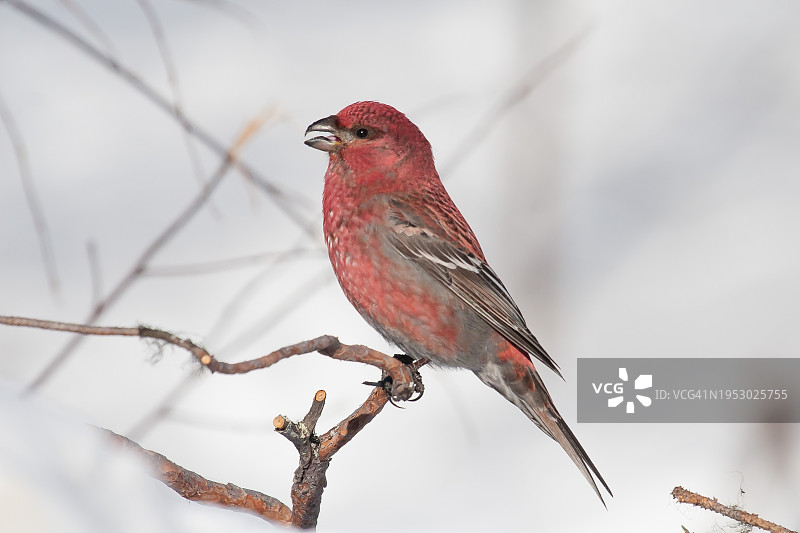 雀鸟栖息在树枝上的特写图片素材