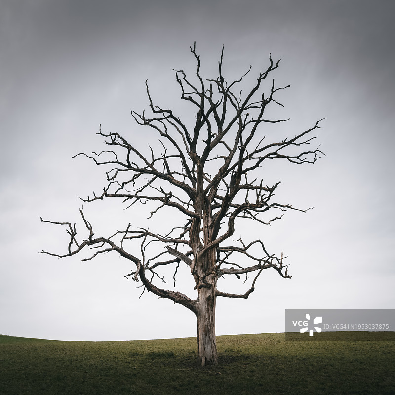 仰视视野中的田野和光秃秃的树木图片素材