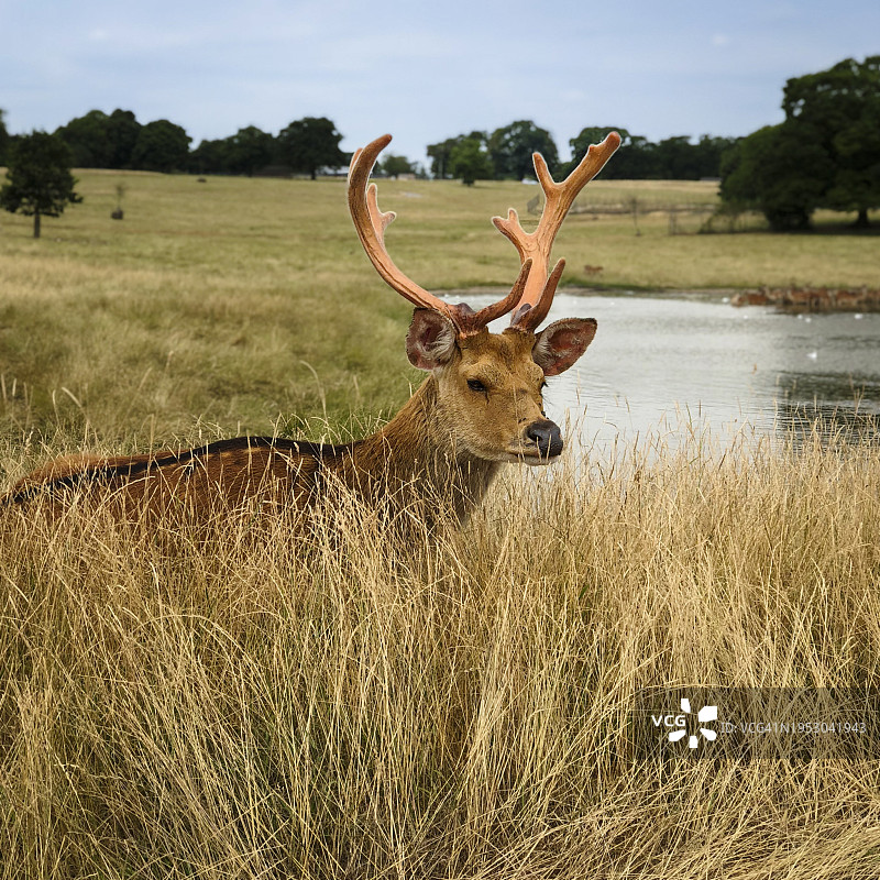 英国田野上的红黇鹿肖像图片素材