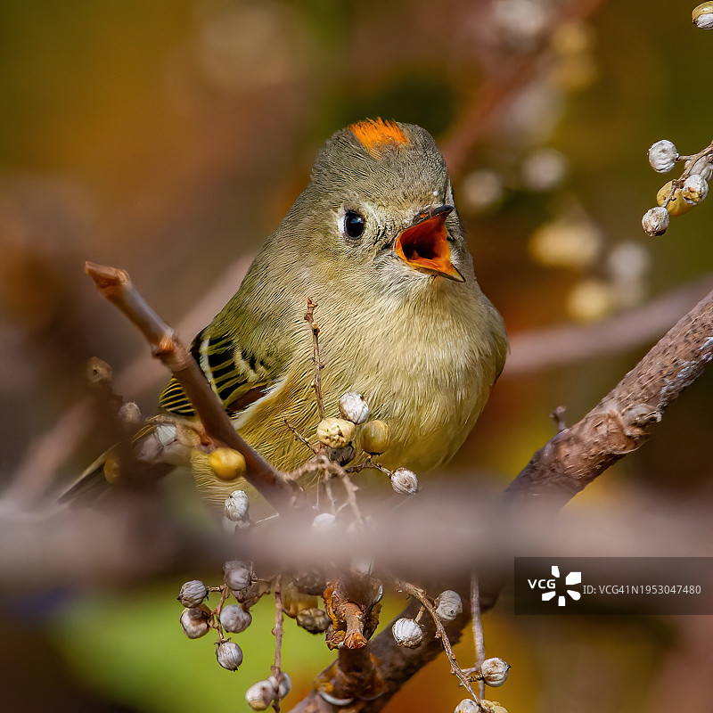 鸣雀栖息于树枝特写，美国，德克萨斯州麦金尼市图片素材