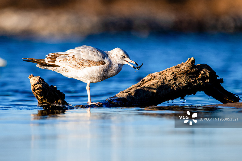 反嘴鹬栖息在内布拉斯加州林肯湖岩石上的特写图片素材