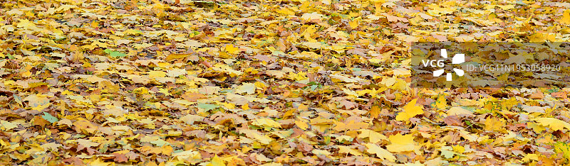 黄色树叶的完整画面图片素材