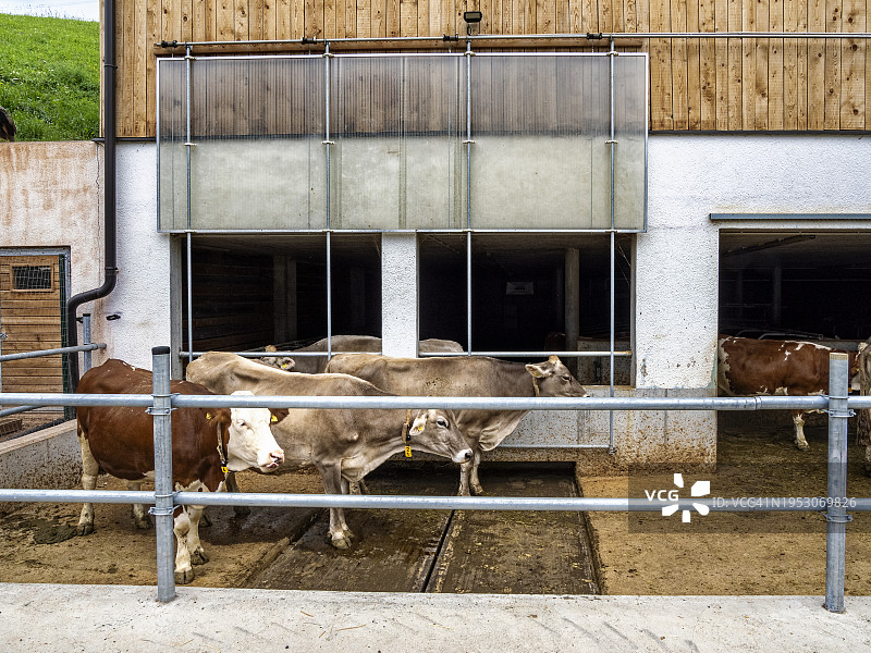 多洛米蒂山脉的户外奶牛养殖场，意大利图片素材