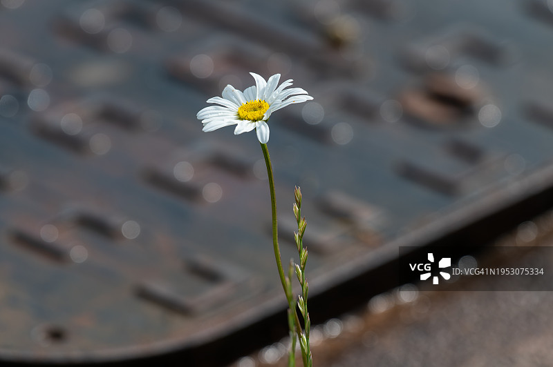白色雏菊的特写图片素材