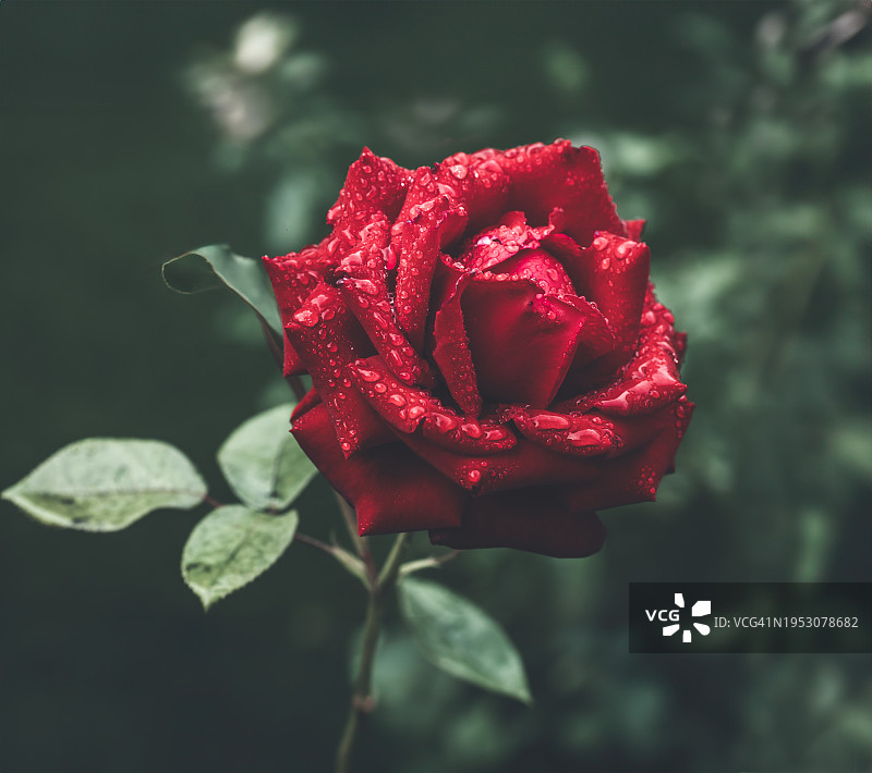 美国加利福尼亚州Studio City的红色玫瑰特写图片素材