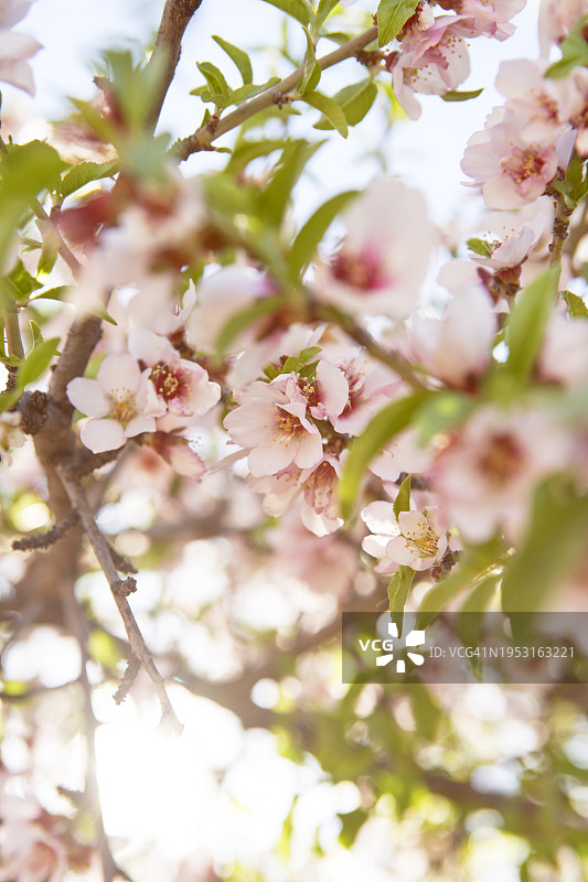 春天杏树花朵特写图片素材