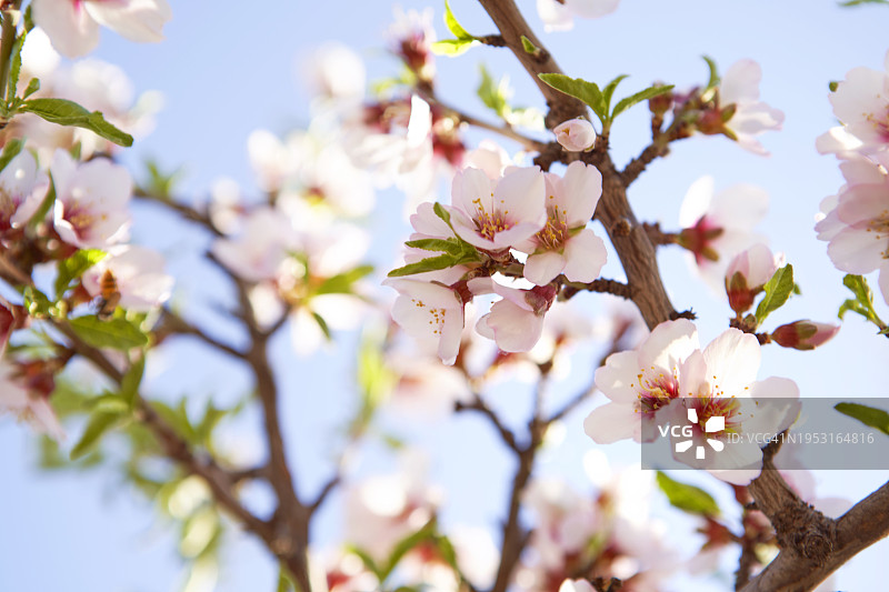 春天杏树花朵特写图片素材