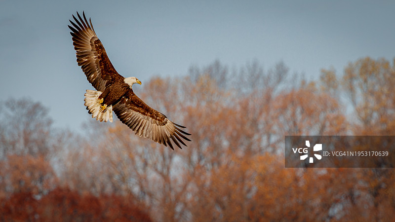 白头海雕-科诺温戈大坝图片素材