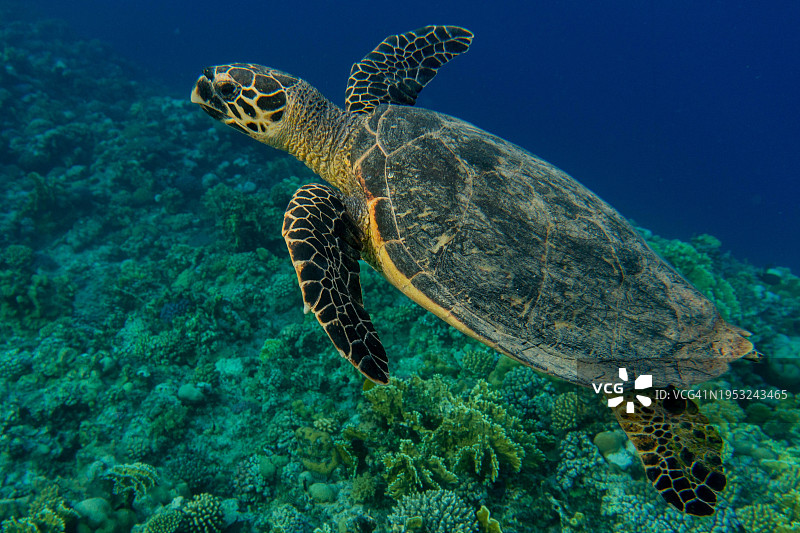 绿海龟在海中游泳特写图片素材