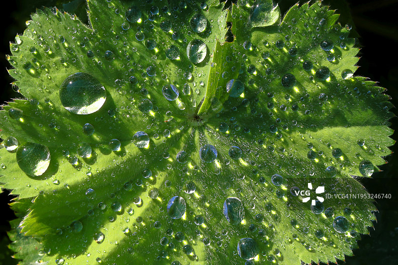 雨季潮湿的植物叶片特写图片素材